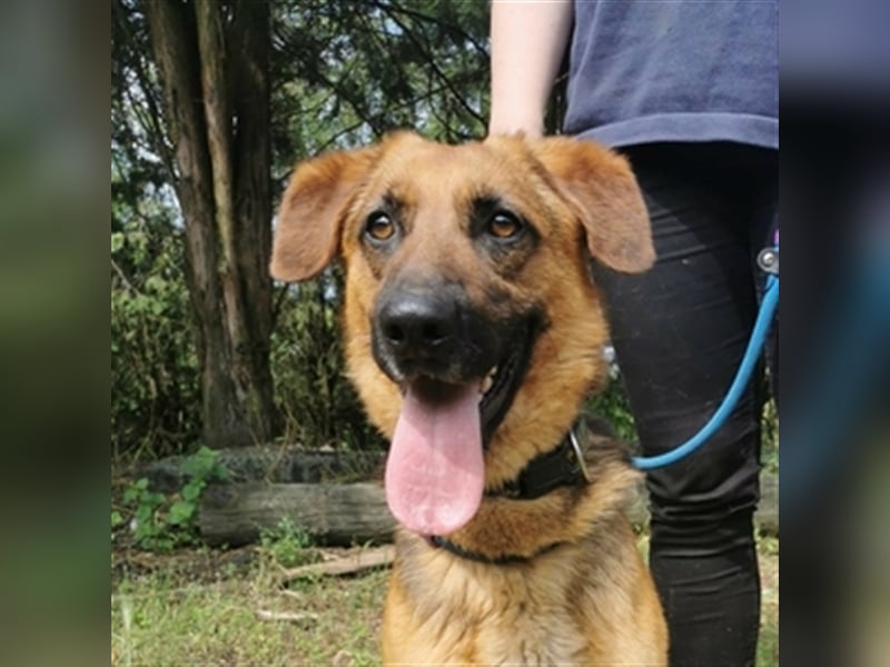 Duke, Schäferhund Mischling