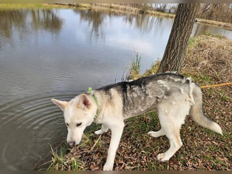 Nanouk, Husky Mischling, aktuell ca. 43 cm