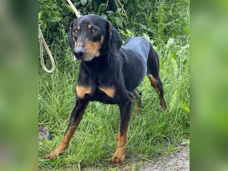 Roky 2, Mischling