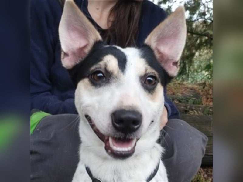 Astor 2, Jack Russell Mischling