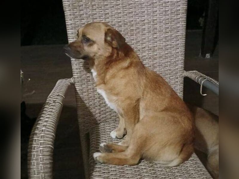 Romeo 2, Mischling