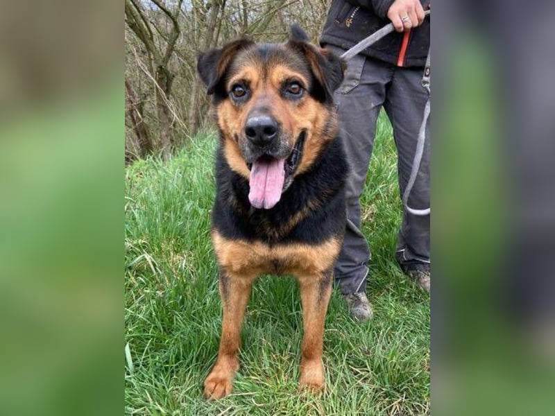 Zeus, Rottweiler Mischling
