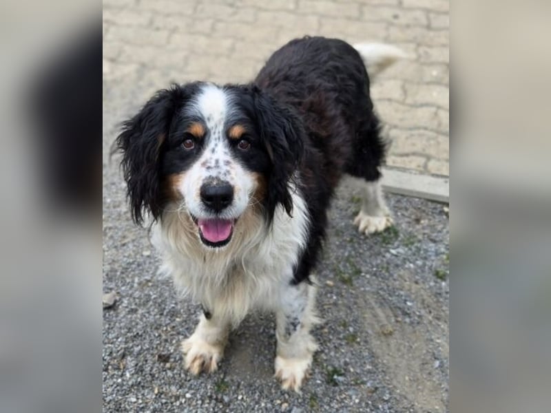 Nerko, Bener Sennenhund Mischling