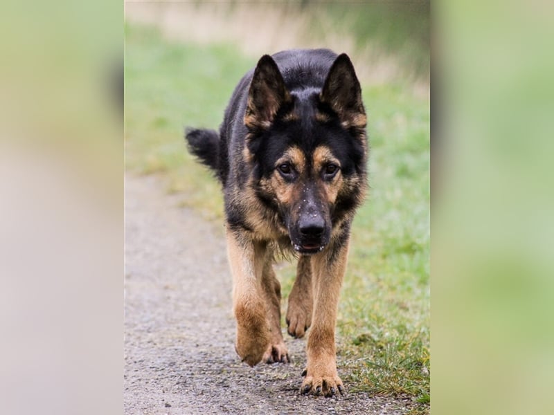 Hunter, Schäferhund-Mischling ca. 55 cm groß