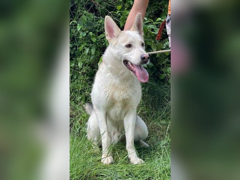 Nanouk, Husky Mischling, aktuell ca. 43 cm