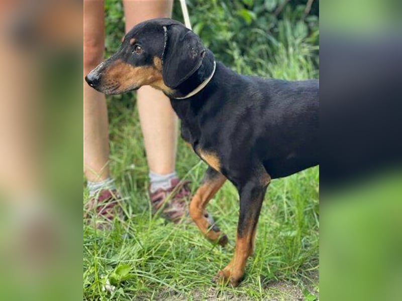 Roky 2, Mischling
