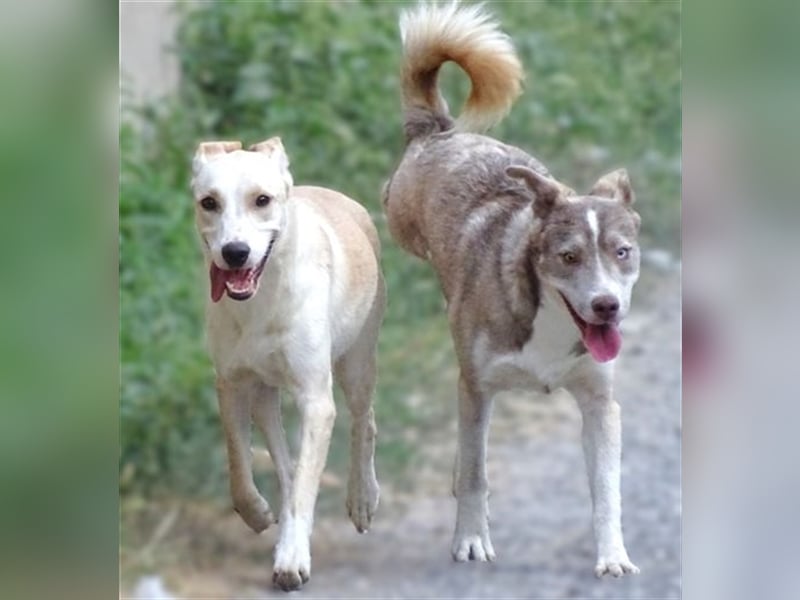 Ben, Husky Mischling