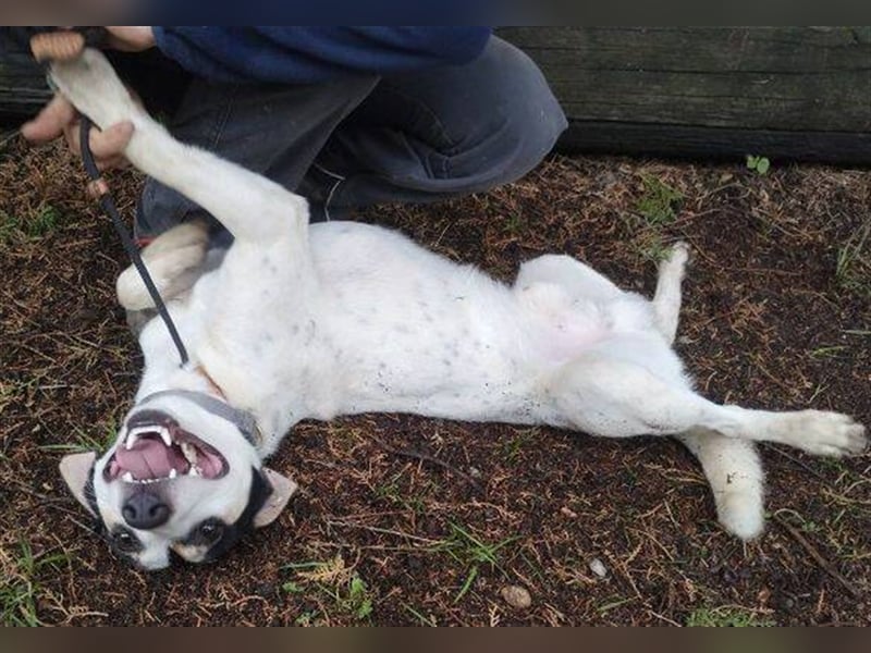Astor 2, Jack Russell Mischling