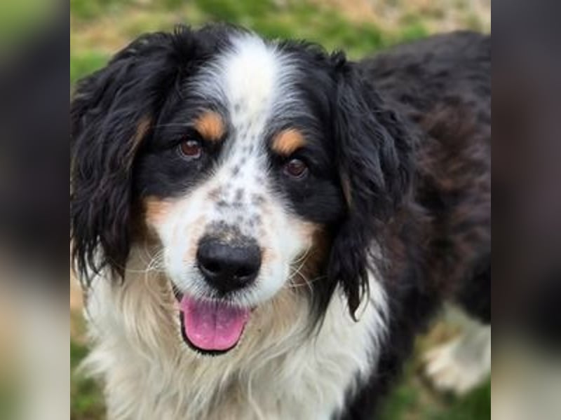 Nerko, Bener Sennenhund Mischling