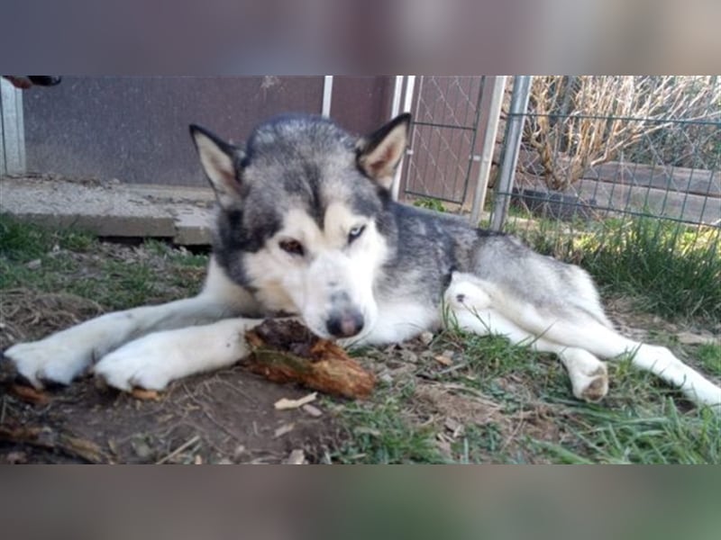 Husky-Malamute-Mischling MAX sucht Kenner seiner Rasse