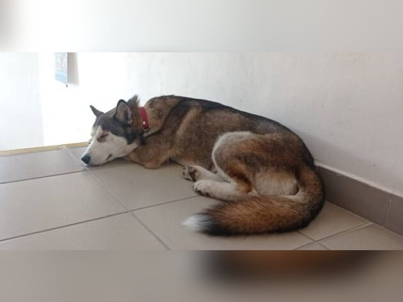 Jackie, Husky Mischling