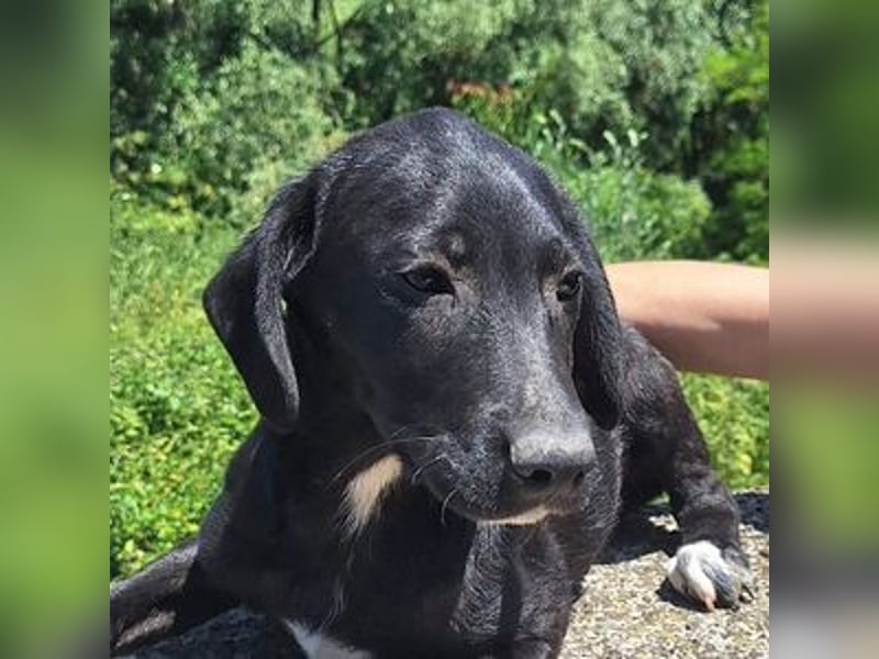 Loki, Mischling