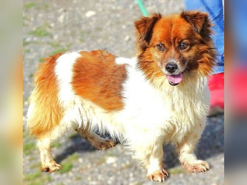 Peki, Mischling