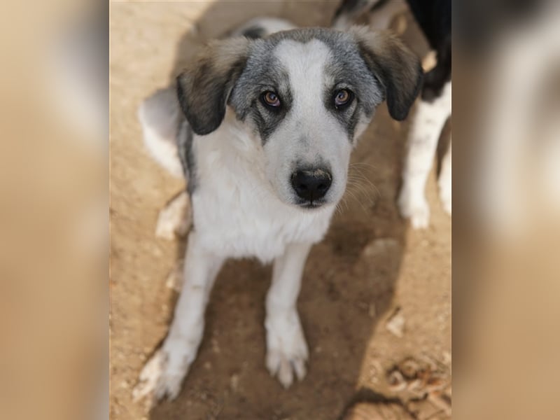 Balou, geb. ca. 05/2022, lebt in GRIECHENLAND, im städt. Tierheim Serres