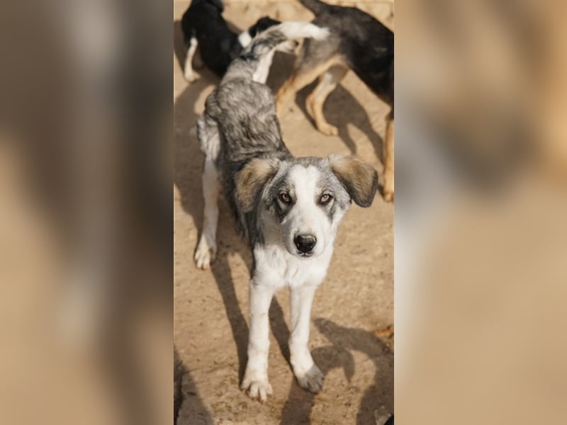Balou, geb. ca. 05/2022, lebt in GRIECHENLAND, im städt. Tierheim Serres