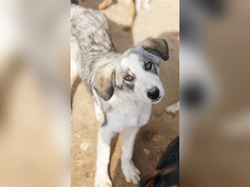 Balou, geb. ca. 05/2022, lebt in GRIECHENLAND, im städt. Tierheim Serres