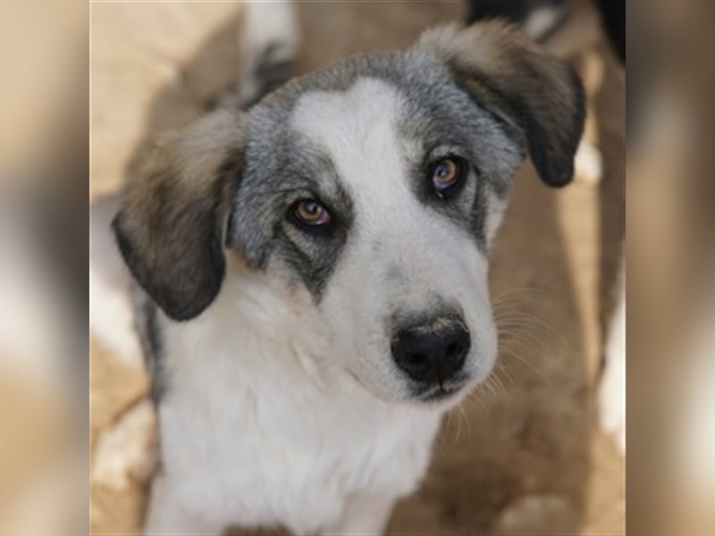 Balou, geb. ca. 05/2022, lebt in GRIECHENLAND, im städt. Tierheim Serres