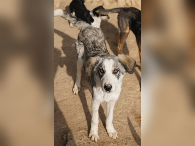 Balou, geb. ca. 05/2022, lebt in GRIECHENLAND, im städt. Tierheim Serres