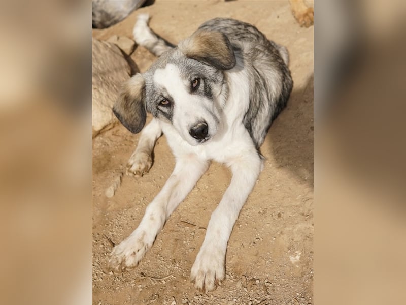 Balou, geb. ca. 05/2022, lebt in GRIECHENLAND, im städt. Tierheim Serres