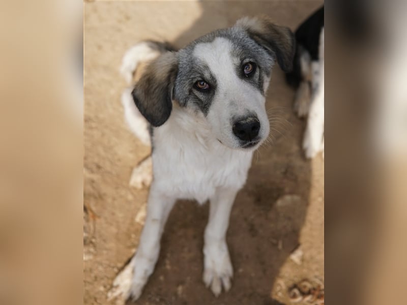 Balou, geb. ca. 05/2022, lebt in GRIECHENLAND, im städt. Tierheim Serres
