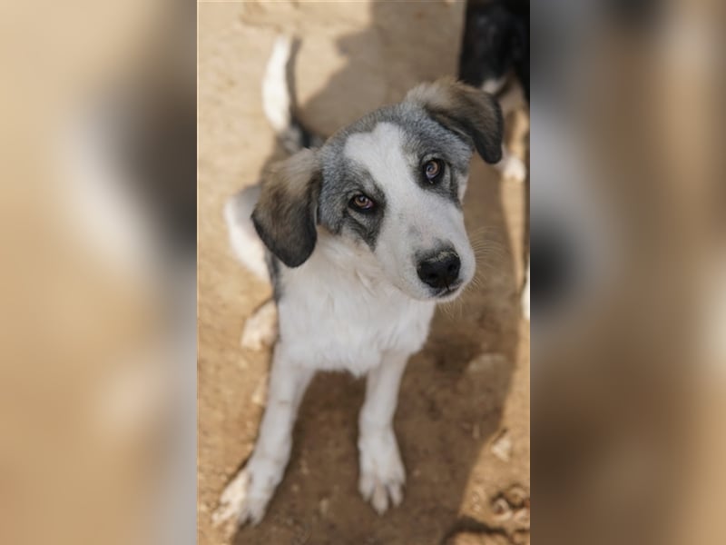 Balou, geb. ca. 05/2022, lebt in GRIECHENLAND, im städt. Tierheim Serres