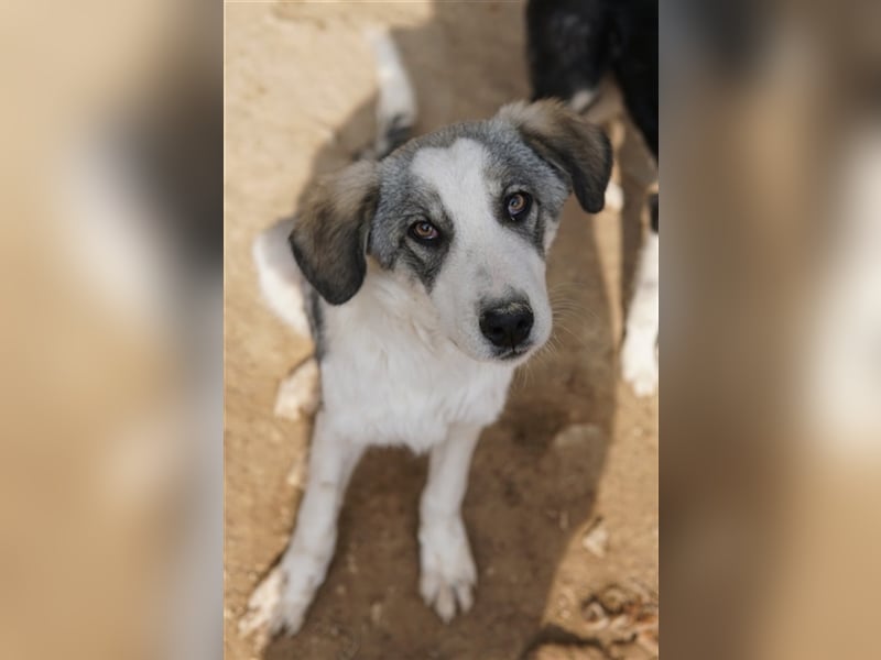 Balou, geb. ca. 05/2022, lebt in GRIECHENLAND, im städt. Tierheim Serres