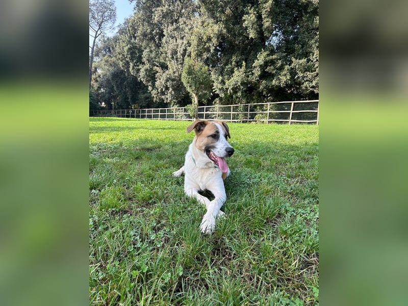 Leo sucht sein Zuhause