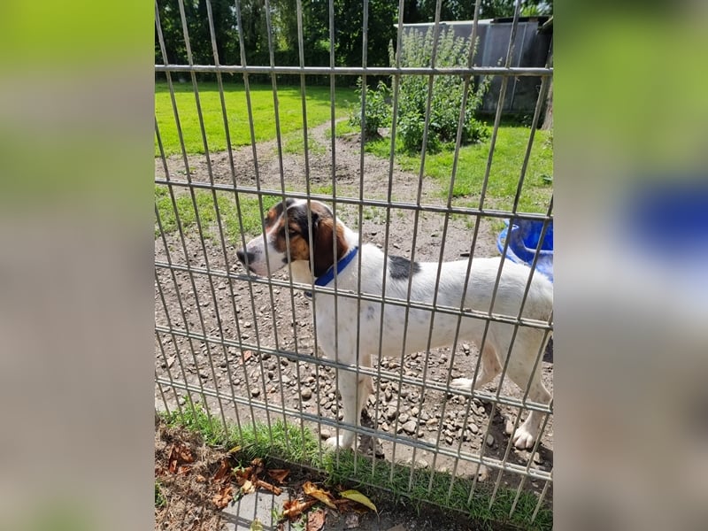 Junghund Tino sucht Zuhause im Glück