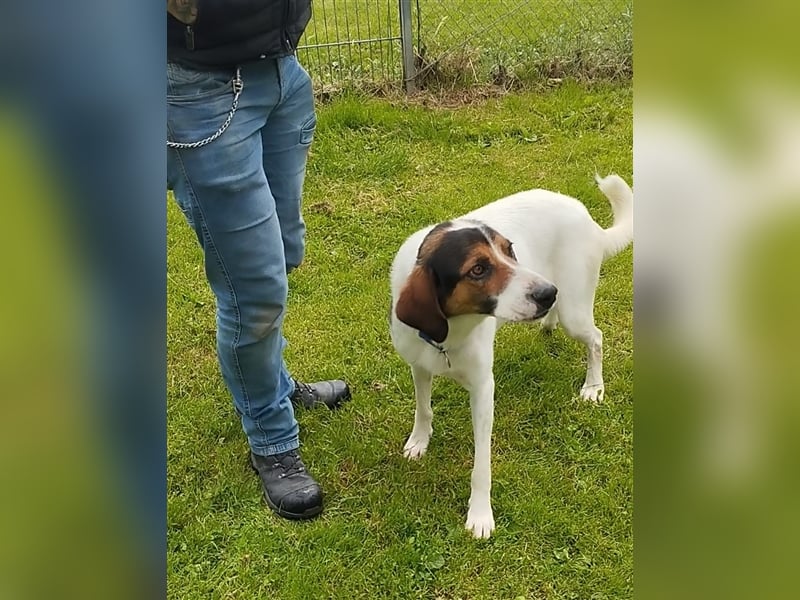 Junghund Tino sucht Zuhause im Glück
