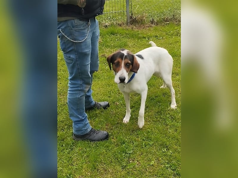 Junghund Tino sucht Zuhause im Glück