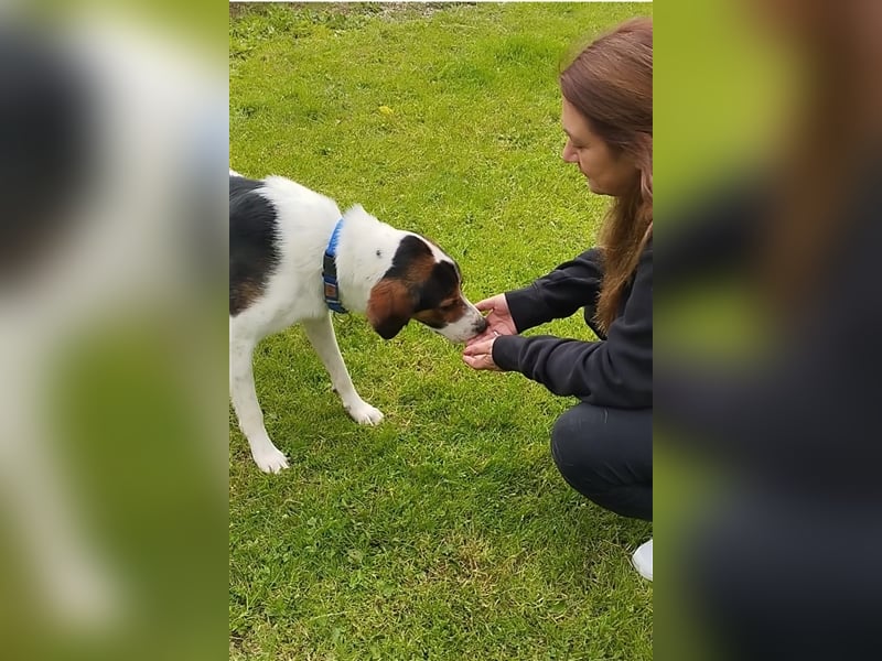 Junghund Tino sucht Zuhause im Glück