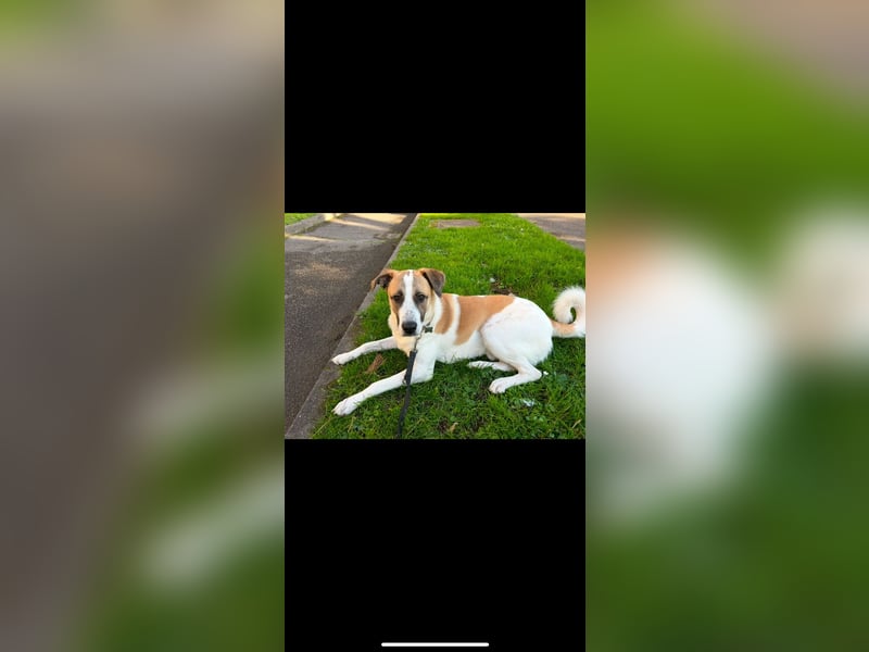 Leo sucht sein Zuhause