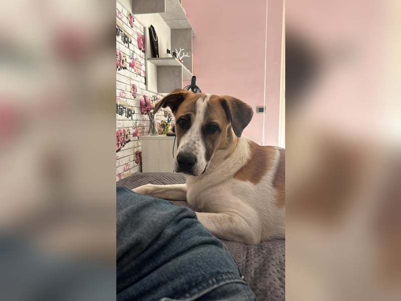 Leo sucht sein Zuhause