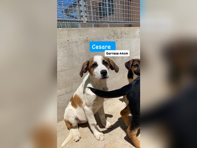 Cesare sucht sein Körbchen