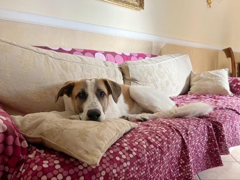 Leo sucht sein Zuhause