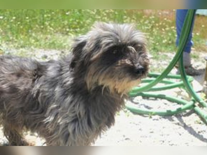 Bobi – einer von zwölf zurückgelassenen Hunden sucht ein neues Zuhause