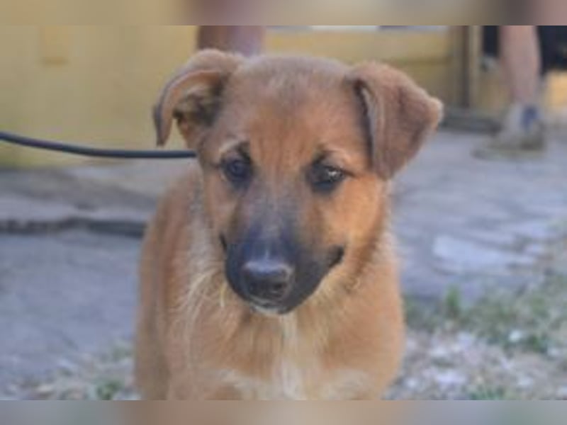 Sunny, ein verspieltes Hundekind auf der Suche nach einem Zuhause fürs Leben