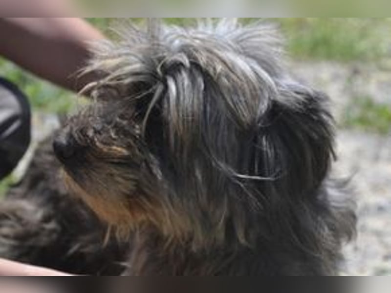 Bobi – einer von zwölf zurückgelassenen Hunden sucht ein neues Zuhause