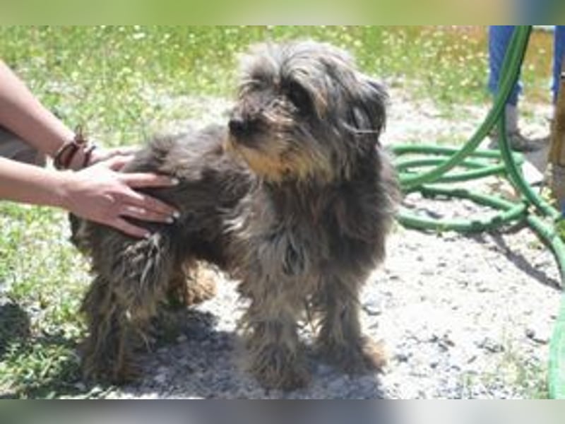 Bobi – einer von zwölf zurückgelassenen Hunden sucht ein neues Zuhause