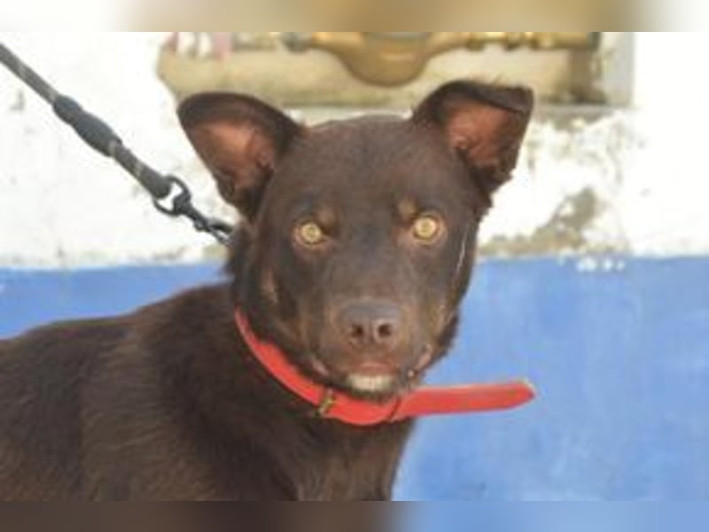 Choco, ein sportlicher und aktiver Wirbelwind