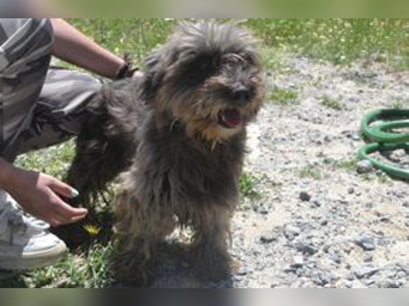 Bobi – einer von zwölf zurückgelassenen Hunden sucht ein neues Zuhause