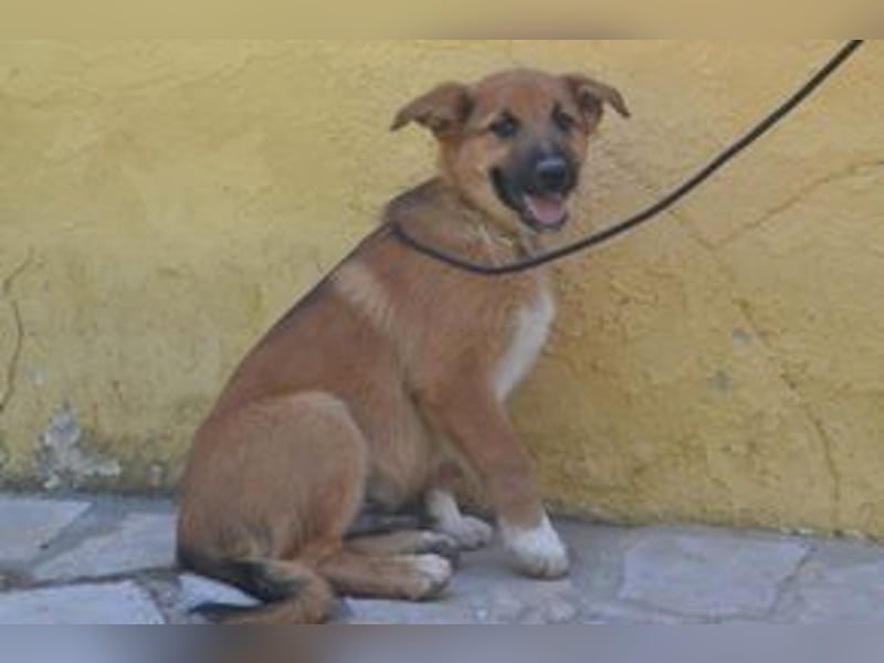 Sunny, ein verspieltes Hundekind auf der Suche nach einem Zuhause fürs Leben