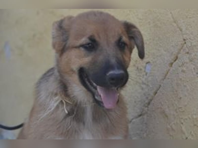 Sunny, ein verspieltes Hundekind auf der Suche nach einem Zuhause fürs Leben