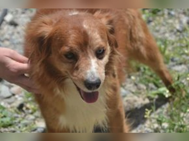 Vagabundo, einer von zwölf zurückgelassenen Hunden sucht ein neues Zuhause