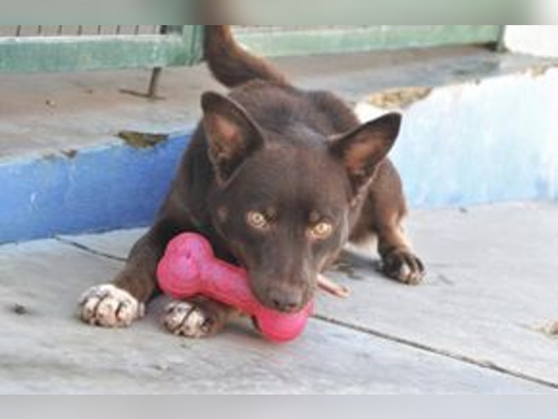 Choco, ein sportlicher und aktiver Wirbelwind