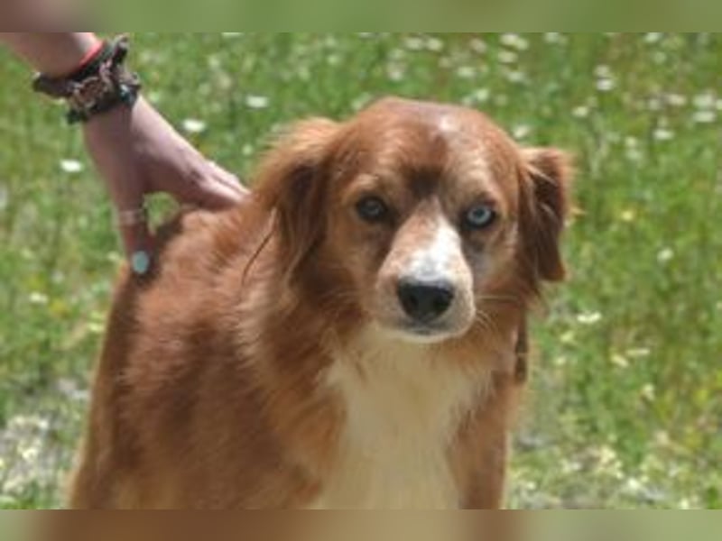 Vagabundo, einer von zwölf zurückgelassenen Hunden sucht ein neues Zuhause
