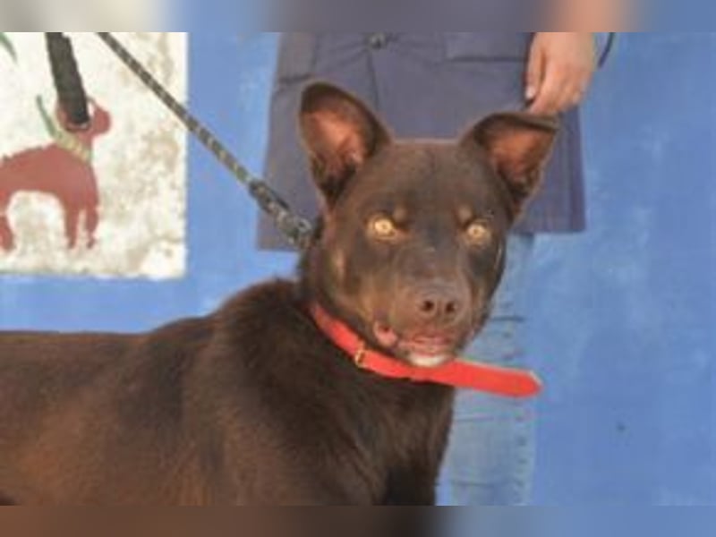 Choco, ein sportlicher und aktiver Wirbelwind
