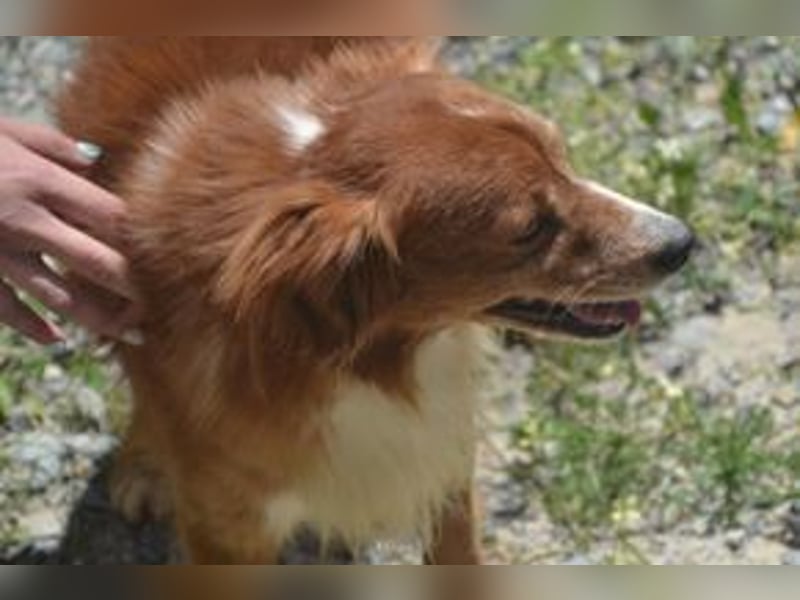 Vagabundo, einer von zwölf zurückgelassenen Hunden sucht ein neues Zuhause
