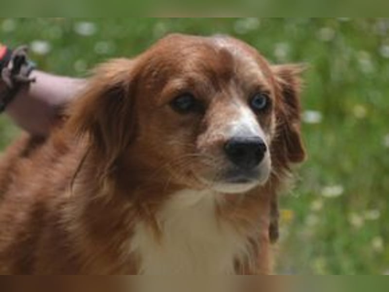 Vagabundo, einer von zwölf zurückgelassenen Hunden sucht ein neues Zuhause
