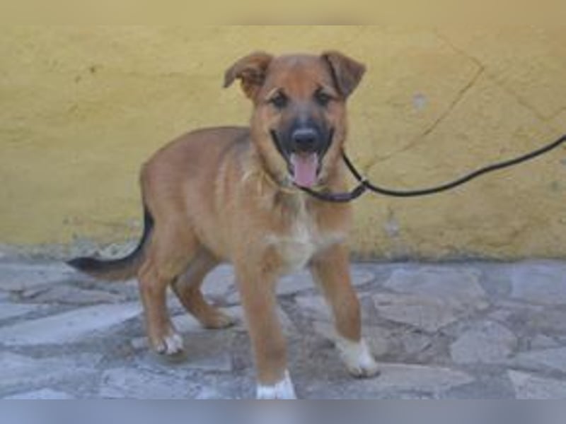 Sunny, ein verspieltes Hundekind auf der Suche nach einem Zuhause fürs Leben